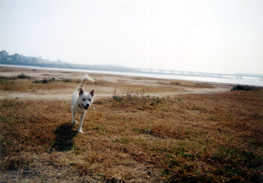 海際で走る犬の写真