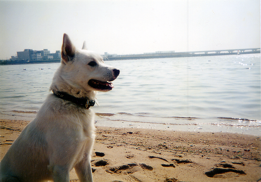 海際でお座りする犬の写真