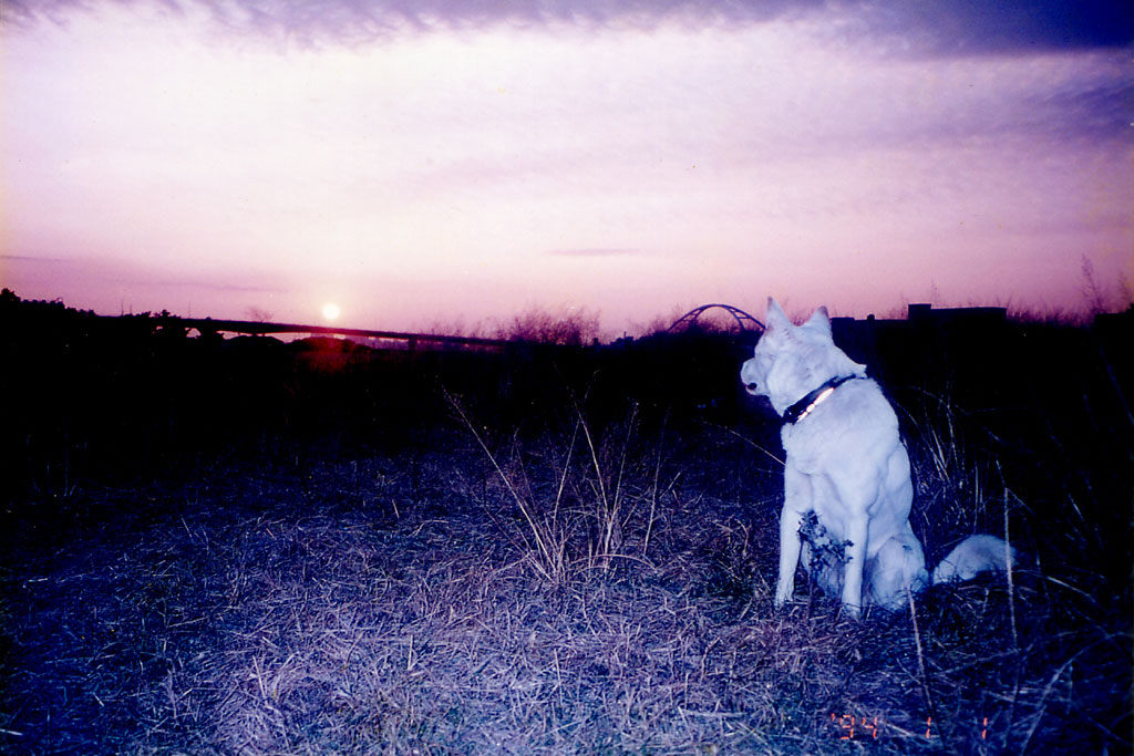 夕日と犬