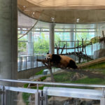 和歌山アドベンチャーワールドのパンダが寝ている