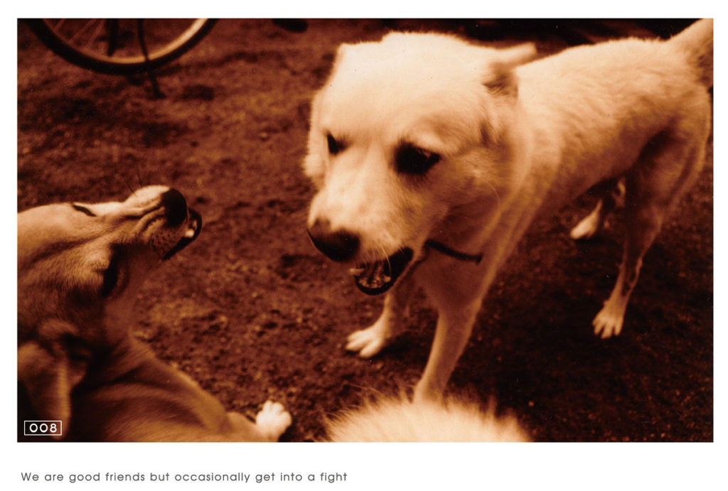 ケンカしている犬の写真のポストカード