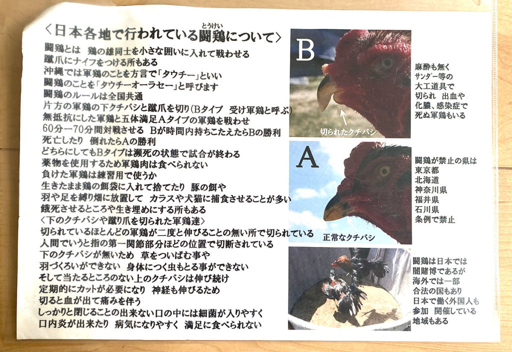 闘鶏について クックハウス沖縄