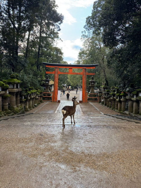 奈良公園の鹿