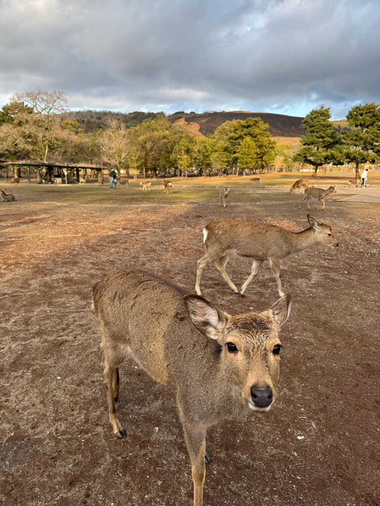 奈良公園の鹿