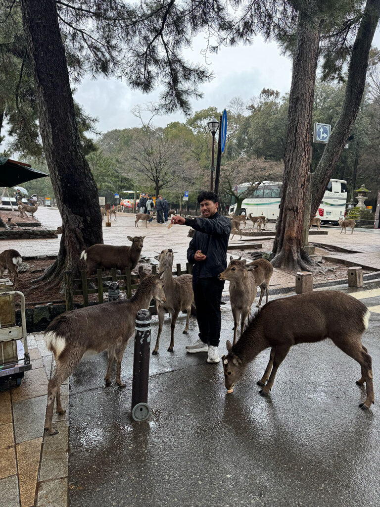 鹿に餌をやる外国人旅行者