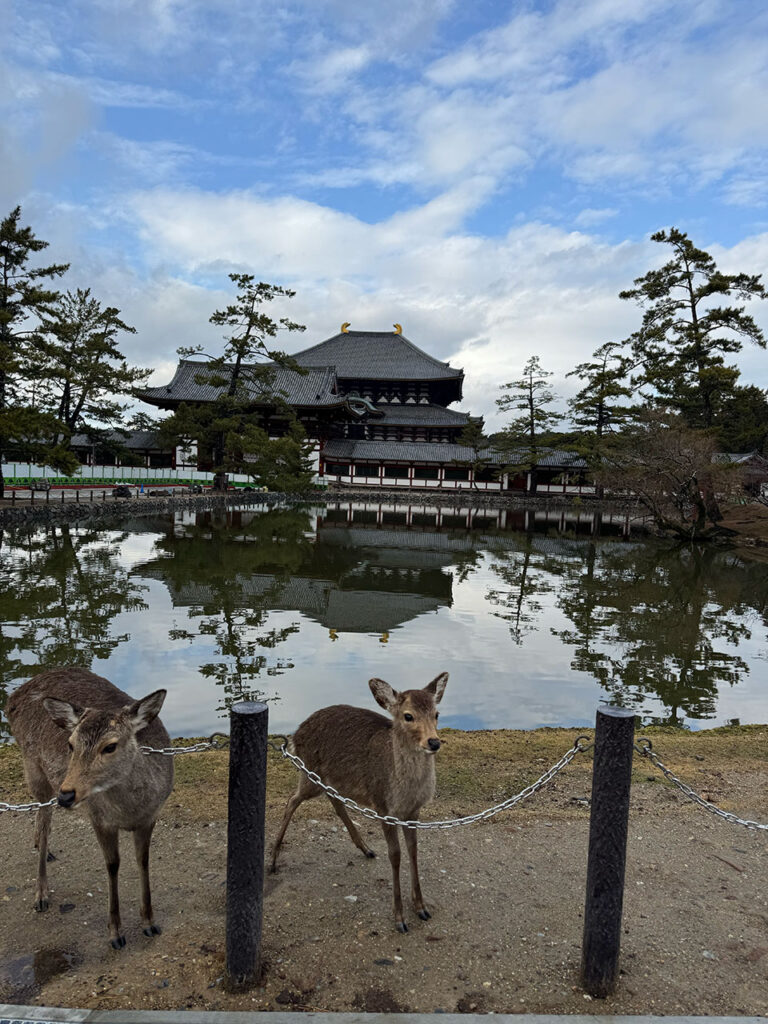 奈良の東大寺付近の野良鹿