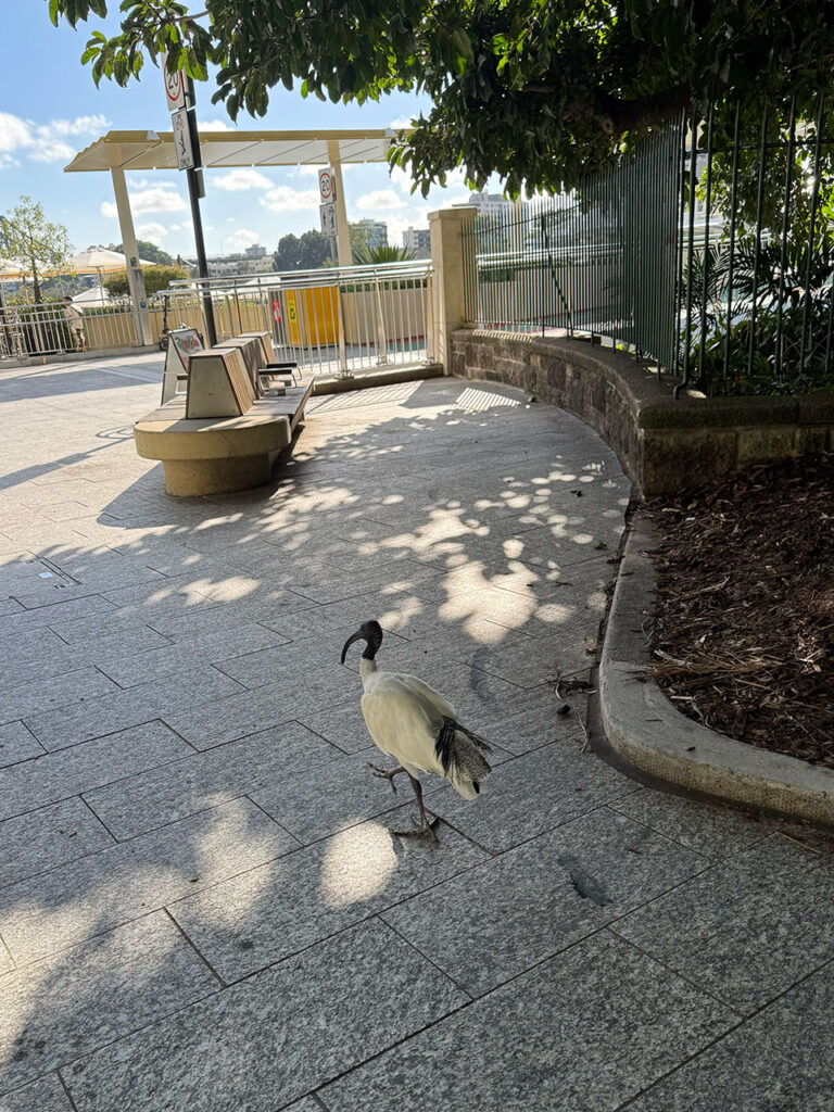 ブリスベンシティー植物園