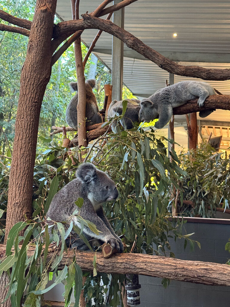 コアラはだいたい寝ている