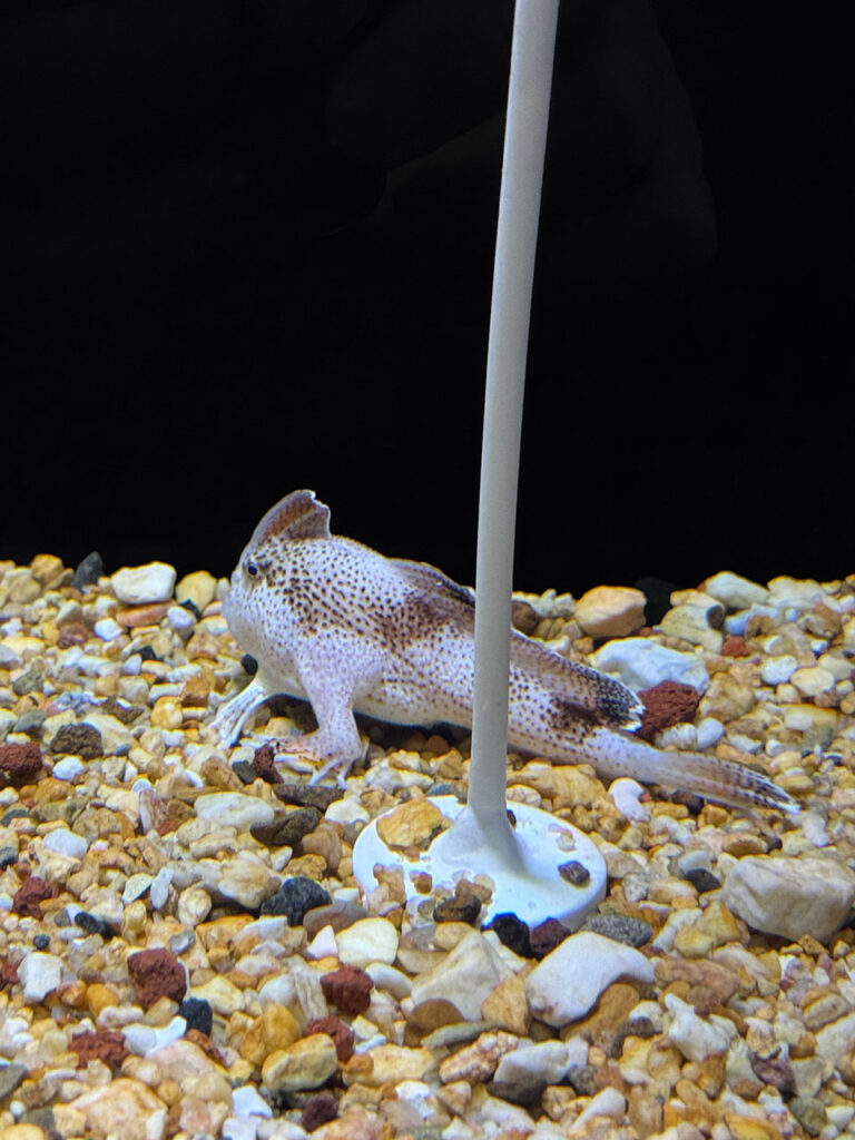 ハンドフィッシュ(Hand fish)