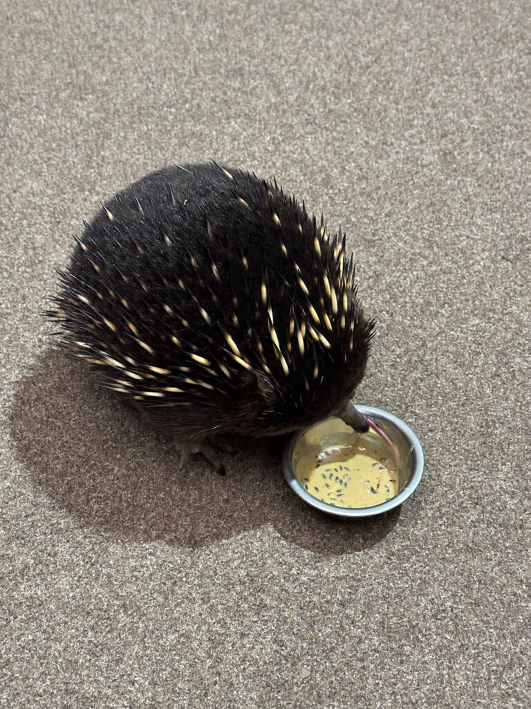 ハリモグラ (Echidna)
