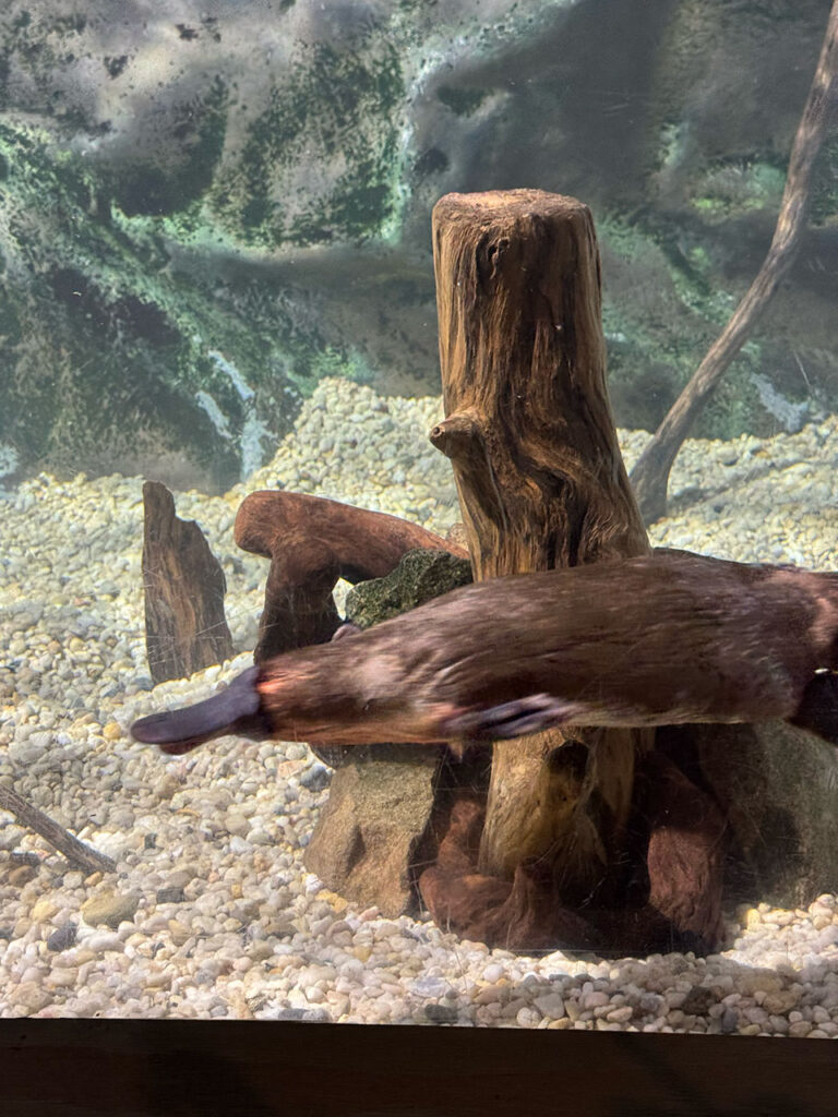 カモノハシ (Platypus)