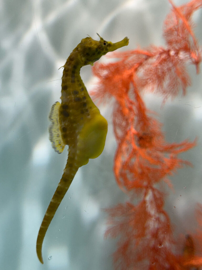 タツノオトシゴ (Seahorse)