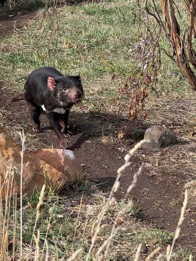 タスマニアデビル (Tasmanian Devil)