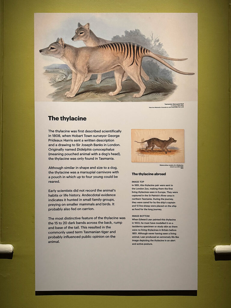 タスマニアタイガー(Tasmanian Tiger)、人間が来て絶滅。別名フクロオオカミ（Thylacine）