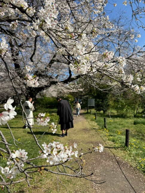 小石川植物園の花見が最高